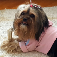 Yorkshire Terrier, Köpek  Thora fotoğrafı