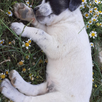 Akbaş, Köpek  çakıl-bambam-barney fotoğrafı