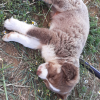 Akbaş, Köpek  çakıl-bambam-barney fotoğrafı