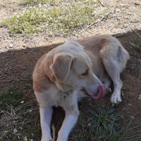 Akbaş, Köpek  çakıl-bambam-barney fotoğrafı