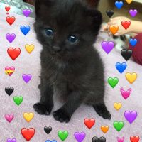 Tekir Kedi, Kedi  Kedi fotoğrafı