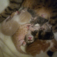 Tekir Kedi, Kedi  Mia nin yavrulari fotoğrafı
