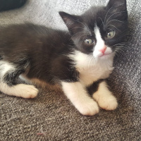 Tuxedo (Smokin) Kedi, Kedi  Yavru kediler (tuvalet eğitimi tam) fotoğrafı