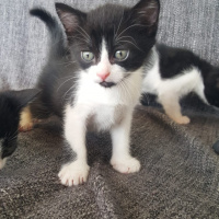 Tuxedo (Smokin) Kedi, Kedi  Yavru kediler (tuvalet eğitimi tam) fotoğrafı