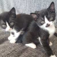 Tuxedo (Smokin) Kedi, Kedi  Yavru kediler (tuvalet eğitimi tam) fotoğrafı