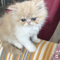İran Kedisi (Persian), Kedi  neslehan fotoğrafı