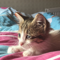 Tekir Kedi, Kedi  ŞANS fotoğrafı