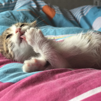 Tekir Kedi, Kedi  ŞANS fotoğrafı