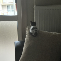 Tekir Kedi, Kedi  ŞANS fotoğrafı