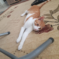 Tekir Kedi, Kedi  Zibidi fotoğrafı