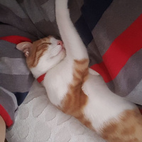 Tekir Kedi, Kedi  Zibidi fotoğrafı