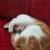 Tekir Kedi, Kedi  Zibidi fotoğrafı