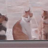 Tekir Kedi, Kedi  badem çakıl ve tarcin fotoğrafı