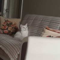 Van Kedisi, Kedi  Bulut fotoğrafı
