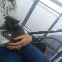 Chinchilla, Kedi  PRENSES fotoğrafı