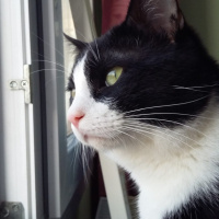 Tuxedo (Smokin) Kedi, Kedi  münir fotoğrafı