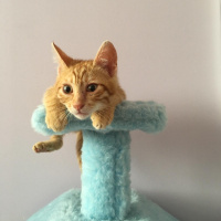 Sarman, Kedi  lucifer fotoğrafı