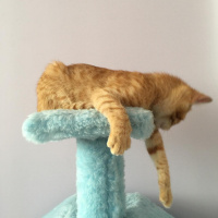 Sarman, Kedi  lucifer fotoğrafı