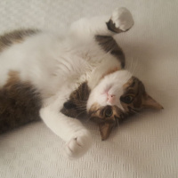 Tekir Kedi, Kedi  Paket fotoğrafı