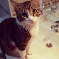 Tekir Kedi, Kedi  Paket fotoğrafı