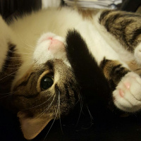 Tekir Kedi, Kedi  Paket fotoğrafı