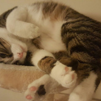 Tekir Kedi, Kedi  Paket fotoğrafı