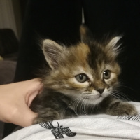 Tekir Kedi, Kedi  Portakal fotoğrafı