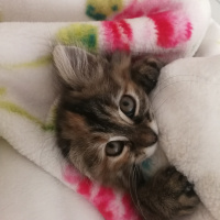 Tekir Kedi, Kedi  Portakal fotoğrafı