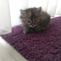 Tekir Kedi, Kedi  Portakal fotoğrafı