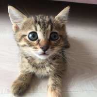 Tekir Kedi, Kedi  Gofret fotoğrafı