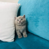 British Shorthair, Kedi  british shorthair fotoğrafı