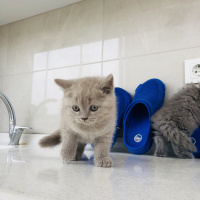 British Shorthair, Kedi  british shorthair fotoğrafı
