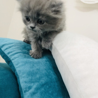 British Shorthair, Kedi  british shorthair fotoğrafı