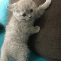 British Shorthair, Kedi  british shorthair fotoğrafı