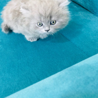 British Shorthair, Kedi  british shorthair fotoğrafı