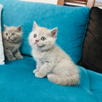 British Shorthair, Kedi  british shorthair fotoğrafı