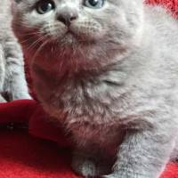 British Shorthair, Kedi  Maylo fotoğrafı