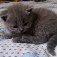 British Shorthair, Kedi  Maylo fotoğrafı