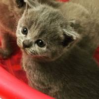 British Shorthair, Kedi  Maylo fotoğrafı