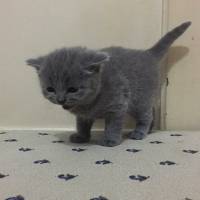 British Shorthair, Kedi  Maylo fotoğrafı