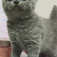 British Shorthair, Kedi  Maylo fotoğrafı