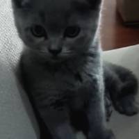 British Shorthair, Kedi  Maylo fotoğrafı