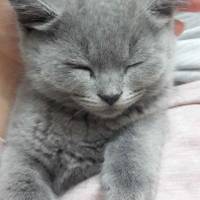 British Shorthair, Kedi  Maylo fotoğrafı