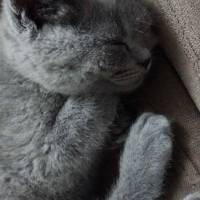 British Shorthair, Kedi  Maylo fotoğrafı