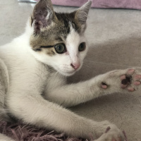 Tekir Kedi, Kedi  Dost fotoğrafı