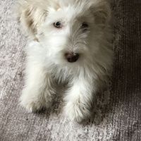 Maltese, Köpek  Pamuk fotoğrafı