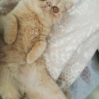 Exotic Shorthair, Kedi  Pumpkin fotoğrafı