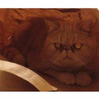 Exotic Shorthair, Kedi  Pumpkin fotoğrafı