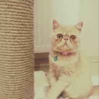 Exotic Shorthair, Kedi  Pumpkin fotoğrafı