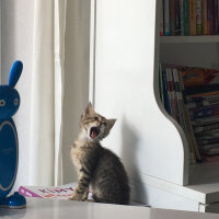 Tekir Kedi, Kedi  Berlin fotoğrafı